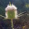 Fotografia 11 da espécie Dipsacus comosus do Jardim Botânico UTAD