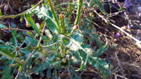 Fotografia da espécie Dipsacus comosus