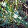 Fotografia 12 da espécie Dipsacus comosus do Jardim Botânico UTAD