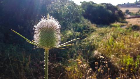 Fotografia da espécie Dipsacus comosus