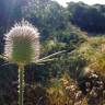 Fotografia 13 da espécie Dipsacus comosus do Jardim Botânico UTAD