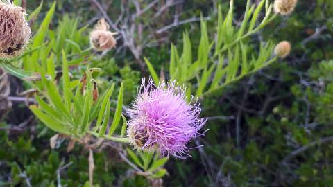 Fotografia da espécie Cheirolophus sempervirens