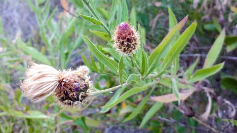 Fotografia da espécie Cheirolophus sempervirens