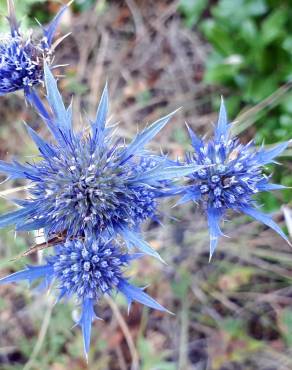 Fotografia 7 da espécie Eryngium dilatatum no Jardim Botânico UTAD