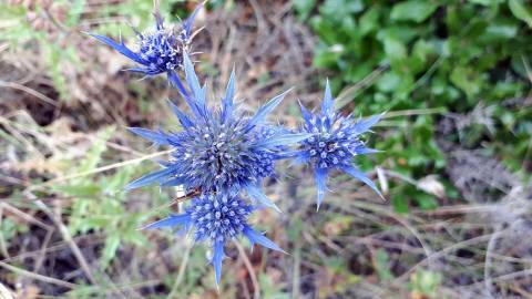 Fotografia da espécie Eryngium dilatatum