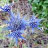 Fotografia 7 da espécie Eryngium dilatatum do Jardim Botânico UTAD