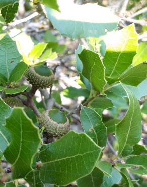 Fotografia 25 da espécie Quercus coccifera no Jardim Botânico UTAD