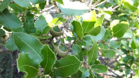 Fotografia da espécie Quercus coccifera