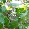 Fotografia 25 da espécie Quercus coccifera do Jardim Botânico UTAD