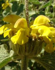 Phlomis fruticosa