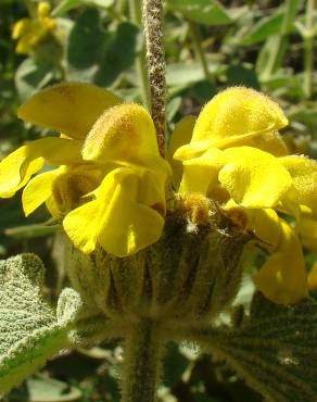 Fotografia 1 da espécie Phlomis fruticosa no Jardim Botânico UTAD