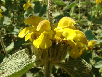 Fotografia da espécie Phlomis fruticosa