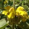 Fotografia 1 da espécie Phlomis fruticosa do Jardim Botânico UTAD