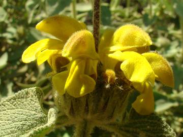 Fotografia da espécie Phlomis fruticosa