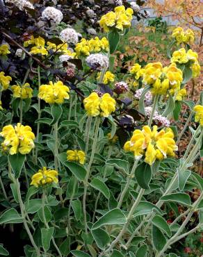 Fotografia 3 da espécie Phlomis fruticosa no Jardim Botânico UTAD