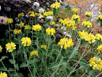 Fotografia da espécie Phlomis fruticosa