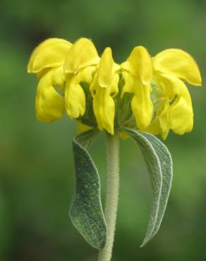 Fotografia 4 da espécie Phlomis fruticosa no Jardim Botânico UTAD