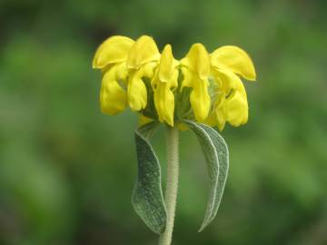 Fotografia da espécie Phlomis fruticosa