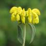 Fotografia 4 da espécie Phlomis fruticosa do Jardim Botânico UTAD