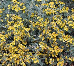 Fotografia da espécie Phlomis fruticosa