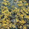 Fotografia 5 da espécie Phlomis fruticosa do Jardim Botânico UTAD