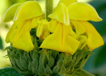 Fotografia da espécie Phlomis fruticosa