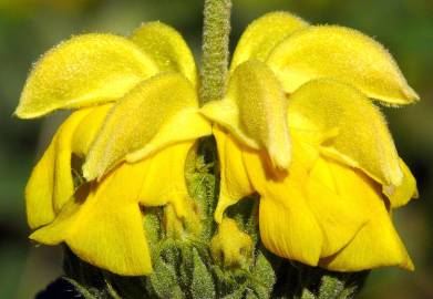 Fotografia da espécie Phlomis fruticosa