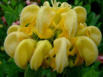 Fotografia da espécie Phlomis fruticosa