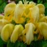 Fotografia 8 da espécie Phlomis fruticosa do Jardim Botânico UTAD