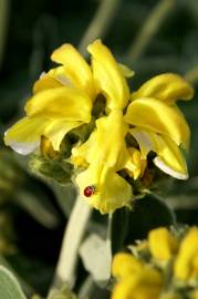 Fotografia da espécie Phlomis fruticosa