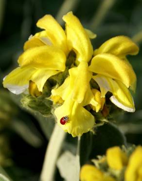 Fotografia 9 da espécie Phlomis fruticosa no Jardim Botânico UTAD