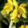 Fotografia 9 da espécie Phlomis fruticosa do Jardim Botânico UTAD