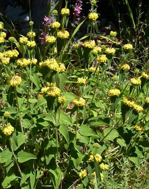 Fotografia 10 da espécie Phlomis fruticosa no Jardim Botânico UTAD