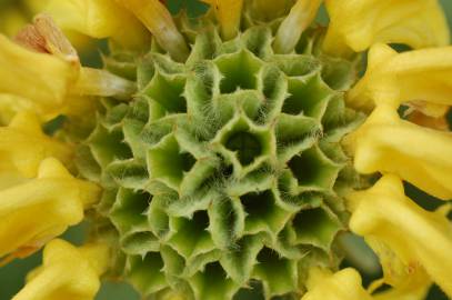 Fotografia da espécie Phlomis fruticosa