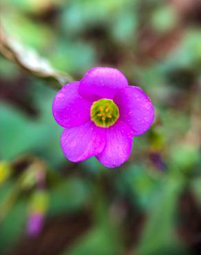 Fotografia 16 da espécie Oxalis latifolia no Jardim Botânico UTAD