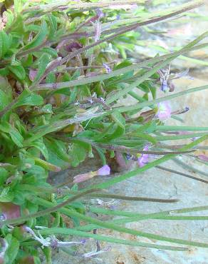 Fotografia 16 da espécie Malcolmia flexuosa no Jardim Botânico UTAD