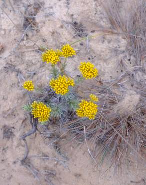 Fotografia 11 da espécie Helichrysum italicum subesp. picardi no Jardim Botânico UTAD