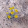 Fotografia 11 da espécie Helichrysum italicum subesp. picardi do Jardim Botânico UTAD