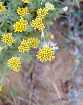 Fotografia 12 da espécie Helichrysum italicum subesp. picardi no Jardim Botânico UTAD