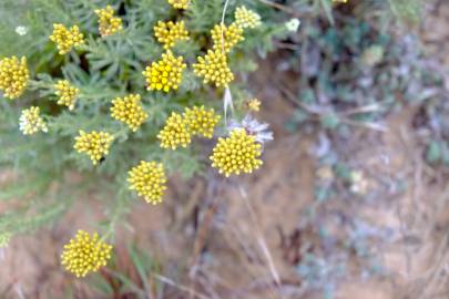 Fotografia da espécie Helichrysum italicum subesp. picardi