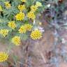 Fotografia 12 da espécie Helichrysum italicum subesp. picardi do Jardim Botânico UTAD