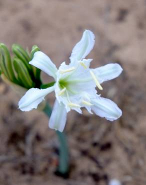 Fotografia 13 da espécie Pancratium maritimum no Jardim Botânico UTAD