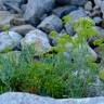 Fotografia 19 da espécie Crithmum maritimum do Jardim Botânico UTAD