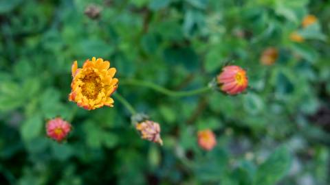 Fotografia da espécie Bellis sylvestris