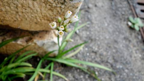 Fotografia da espécie Allium massaessylum