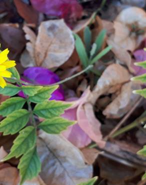 Fotografia 5 da espécie Crepis vesicaria subesp. taraxacifolia no Jardim Botânico UTAD