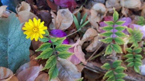 Fotografia da espécie Crepis vesicaria subesp. taraxacifolia