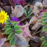 Fotografia 5 da espécie Crepis vesicaria subesp. taraxacifolia do Jardim Botânico UTAD