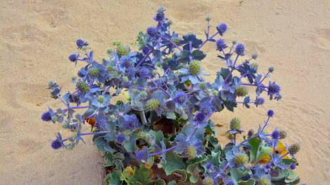 Fotografia da espécie Eryngium maritimum