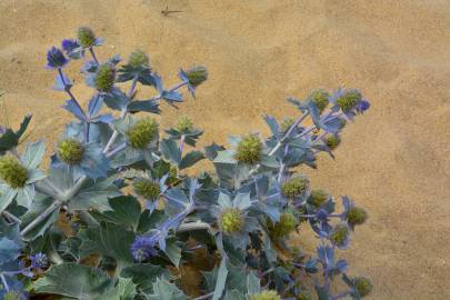 Fotografia da espécie Eryngium maritimum